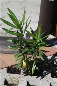 0335563b-IMG_7571 oleander.jpg